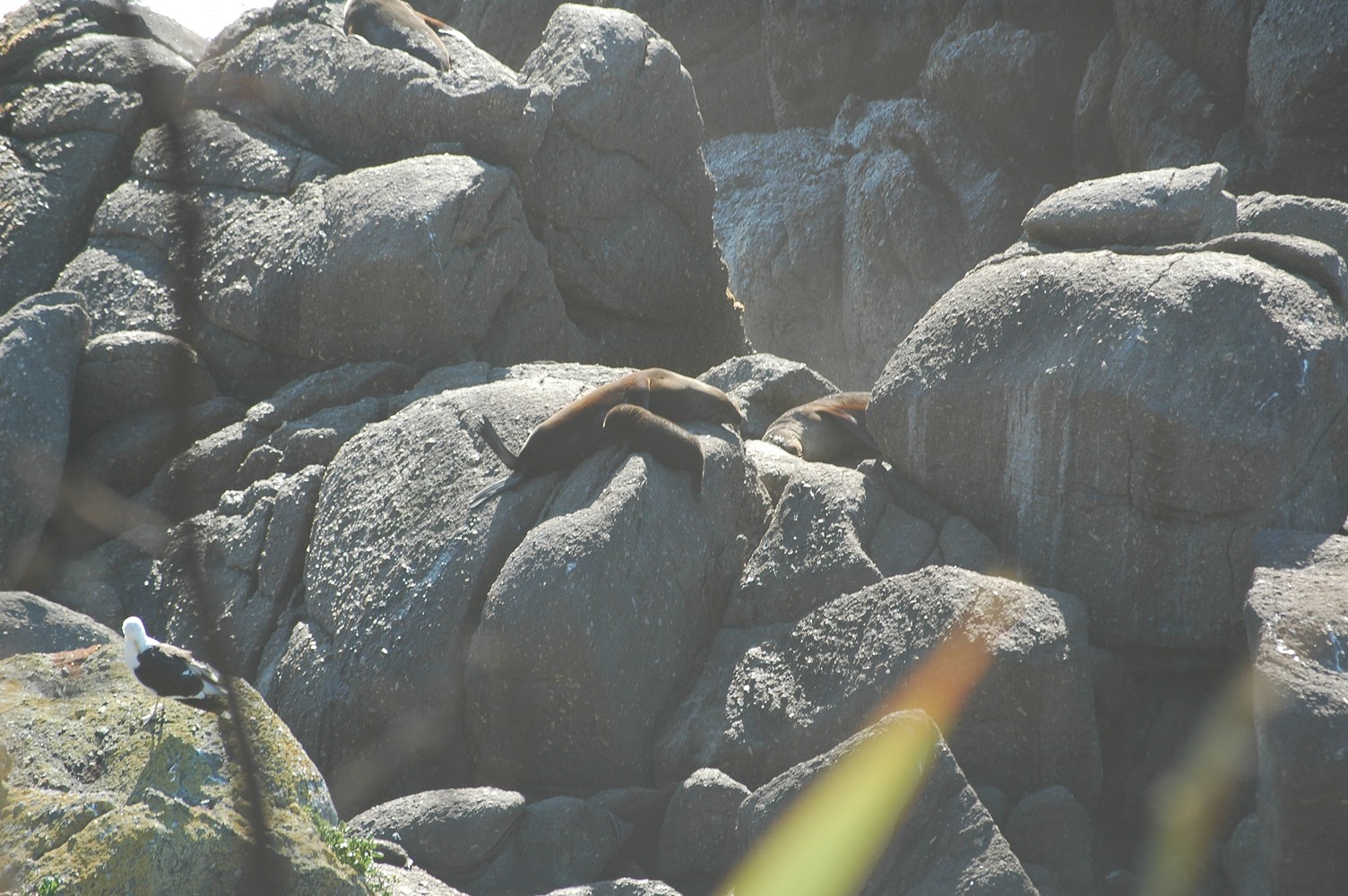 043   23 01   Nelson   Greymouth